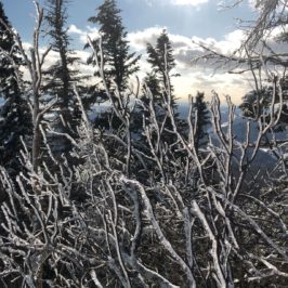 Branches glacées en bordure de piste